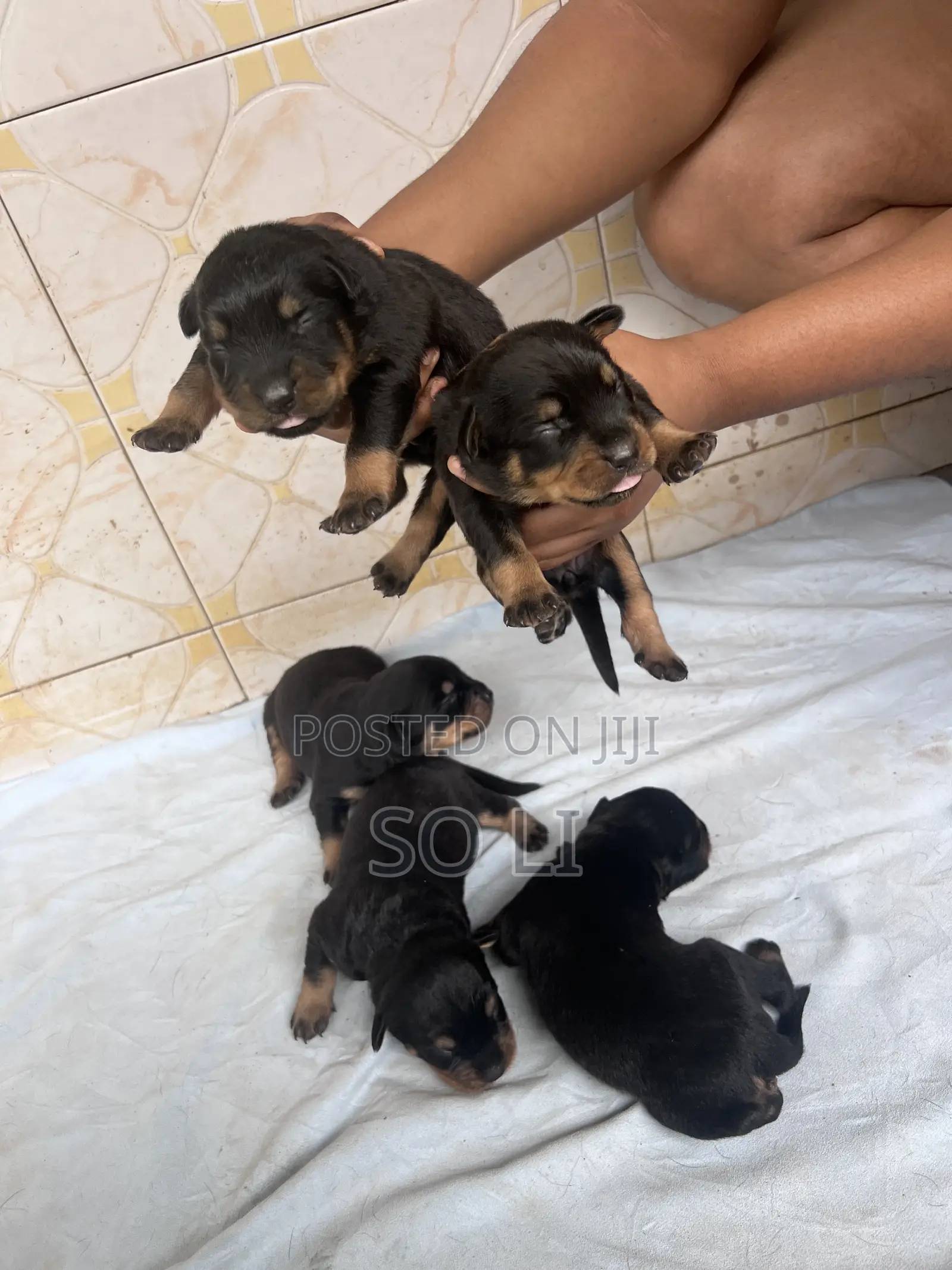 0-1 month Male Purebred Rottweiler