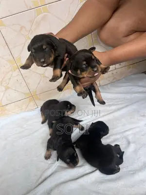 0-1 month Male Purebred Rottweiler