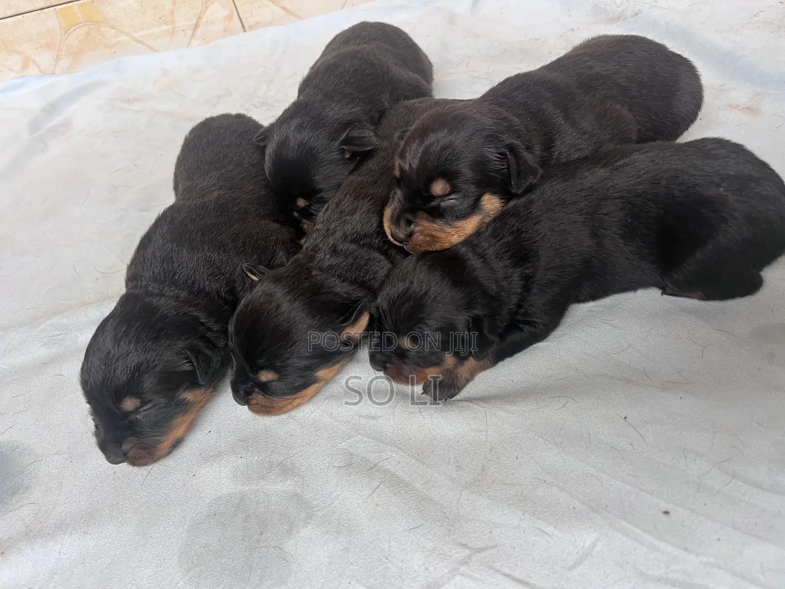 0-1 month Male Purebred Rottweiler