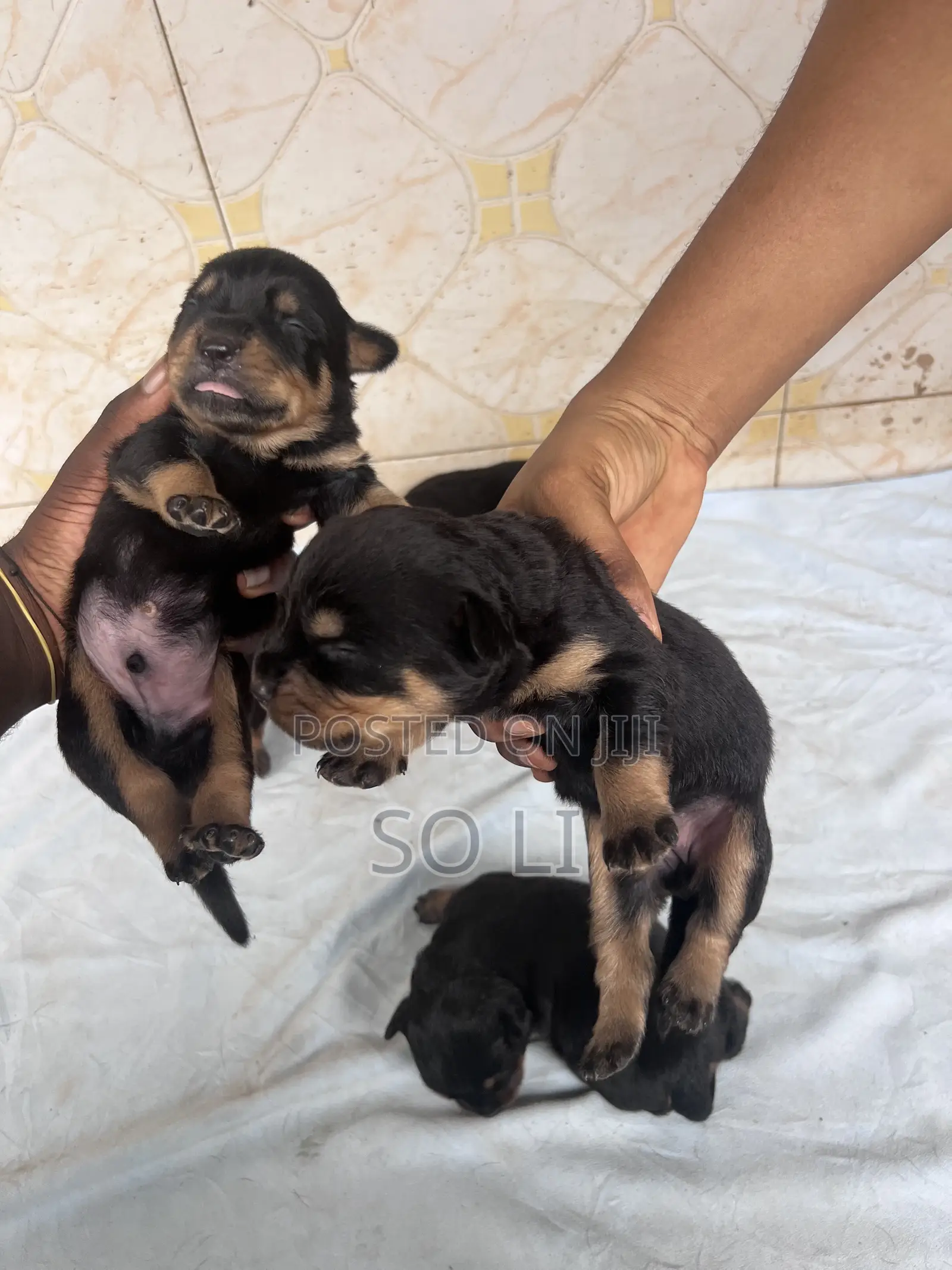 0-1 month Male Purebred Rottweiler