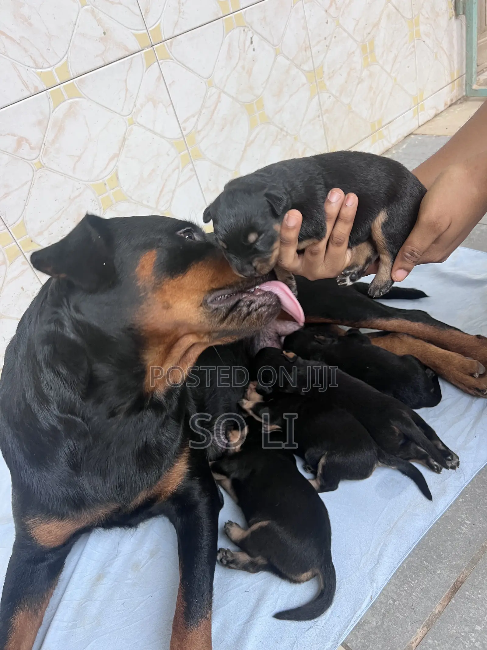 0-1 month Male Purebred Rottweiler