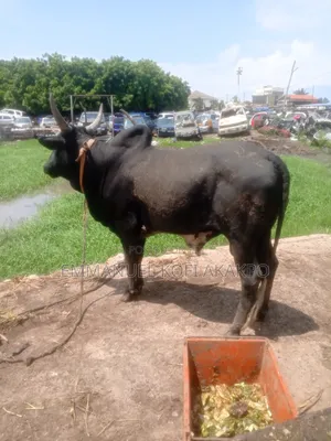 Cattle Farmer