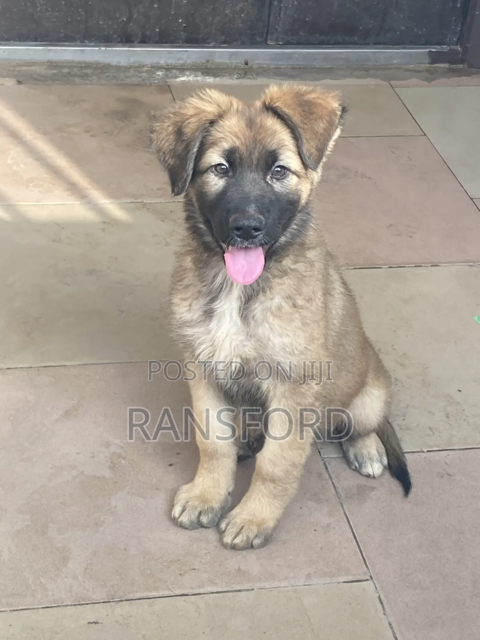 1-3 months Female Purebred German Shepherd