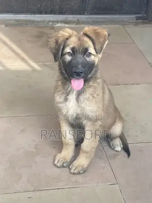 1-3 months Female Purebred German Shepherd