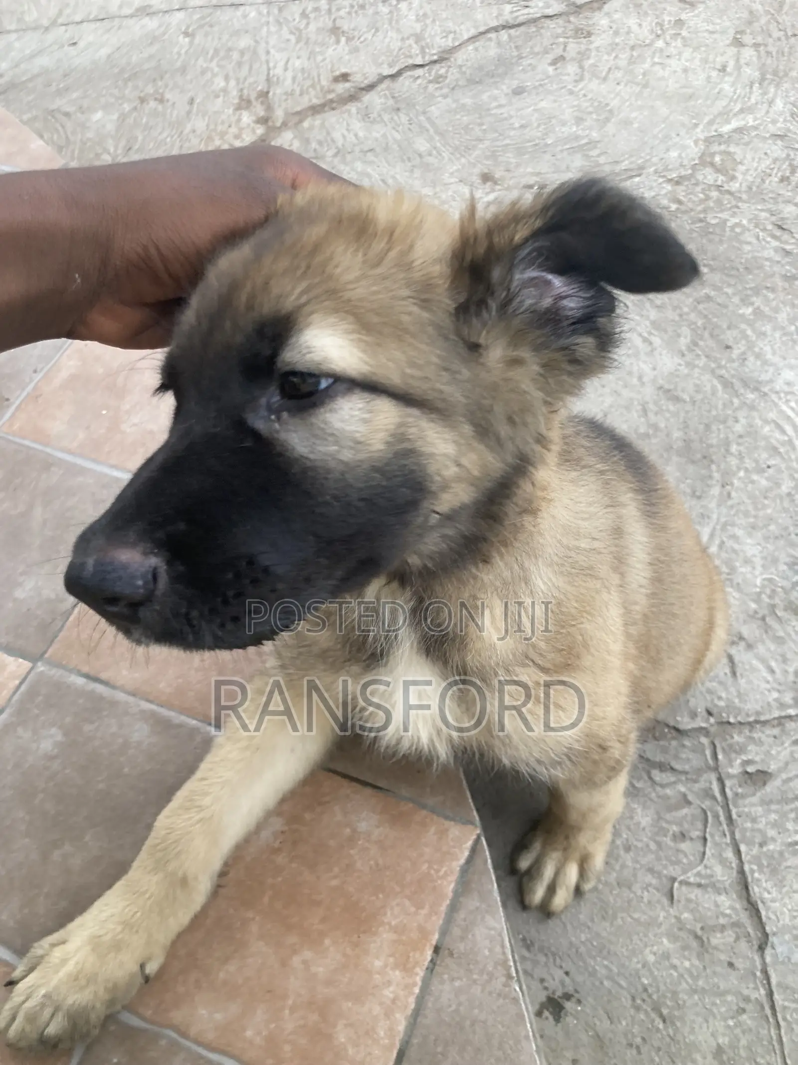 1-3 months Female Purebred German Shepherd