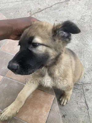 1-3 months Female Purebred German Shepherd