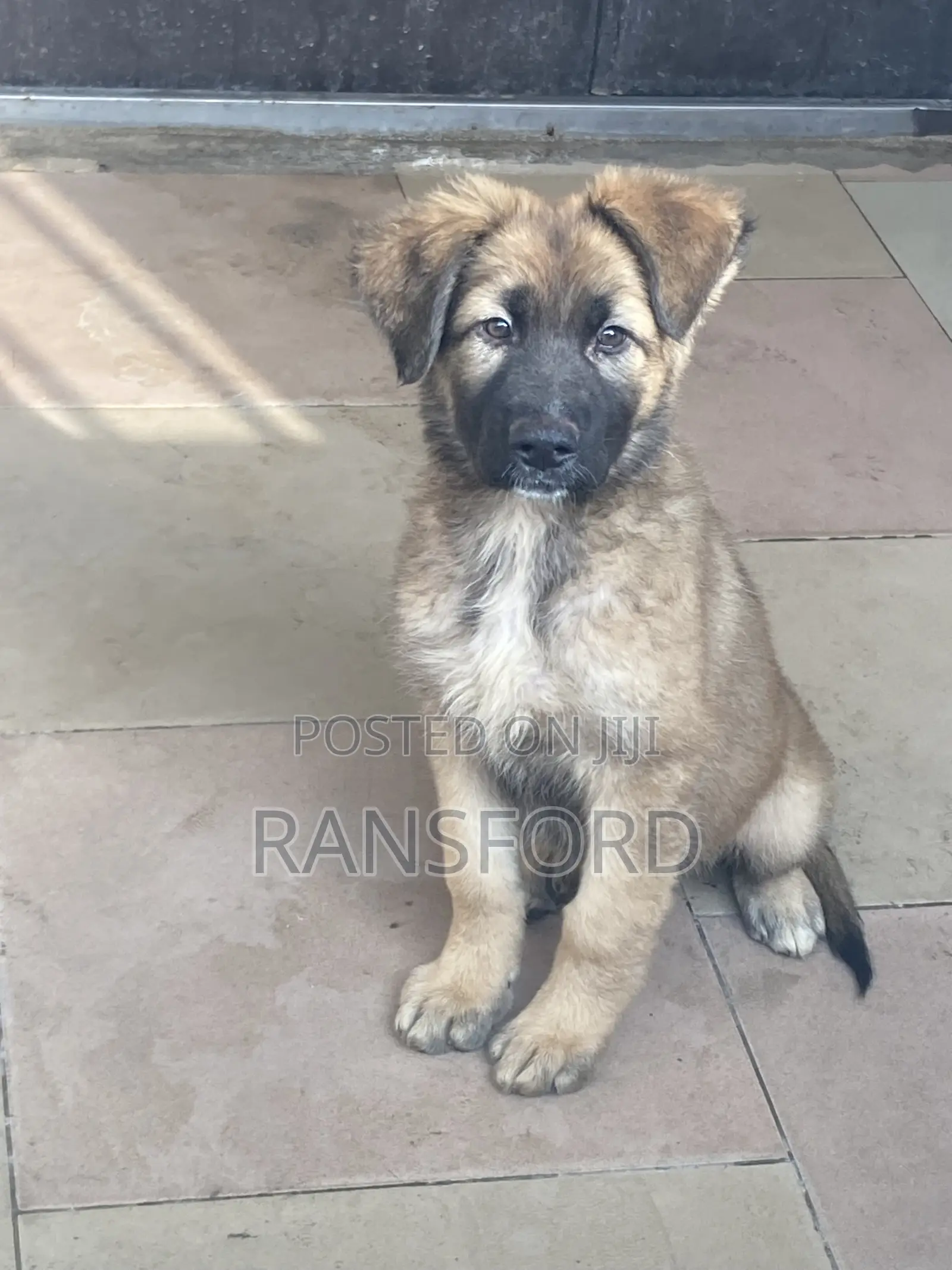 1-3 months Female Purebred German Shepherd