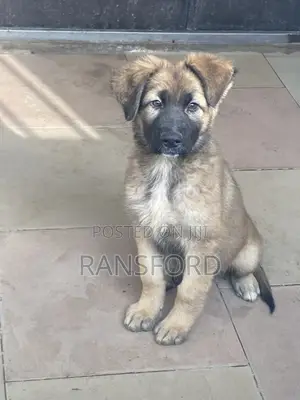 1-3 months Female Purebred German Shepherd
