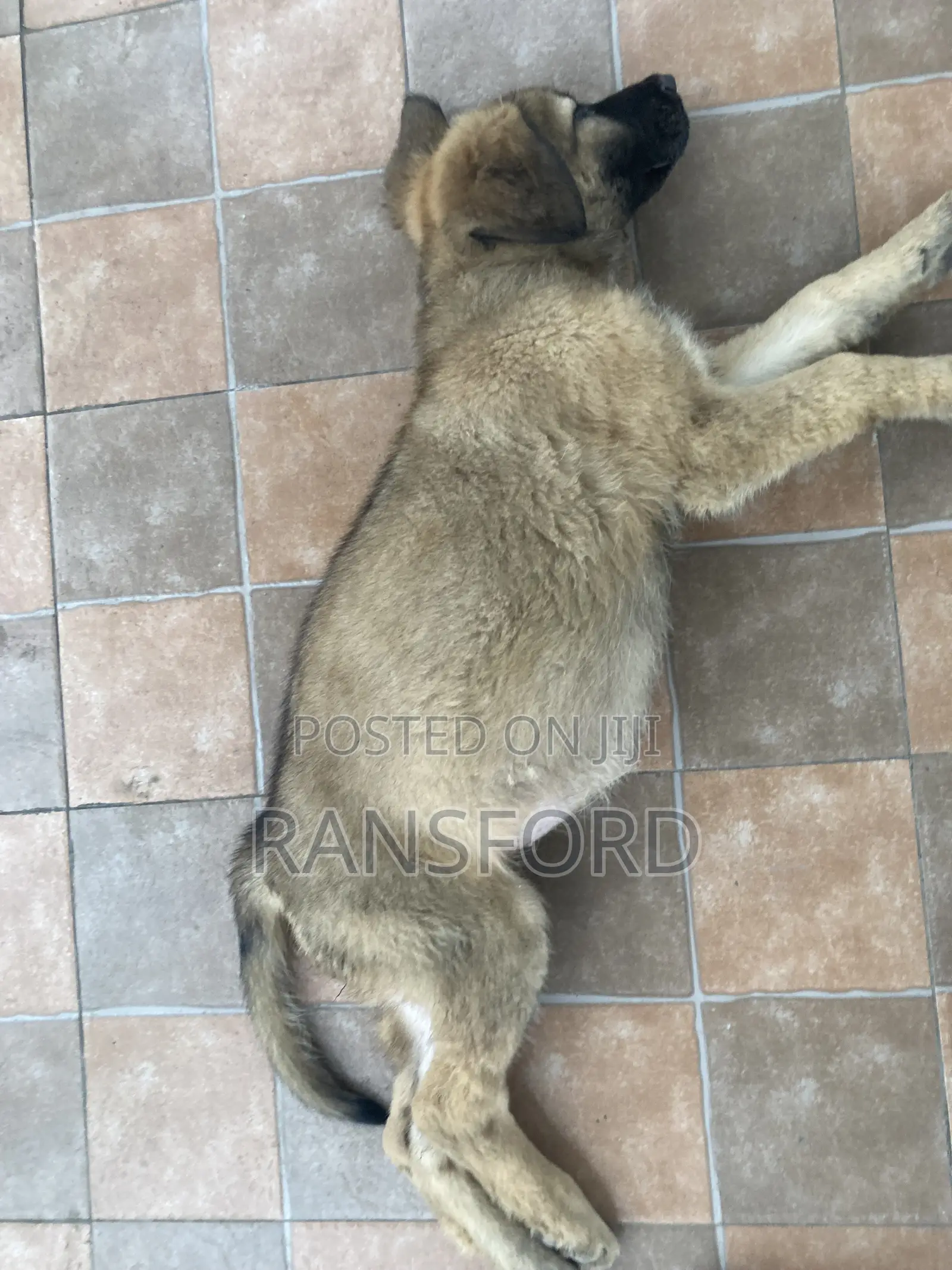 1-3 months Female Purebred German Shepherd