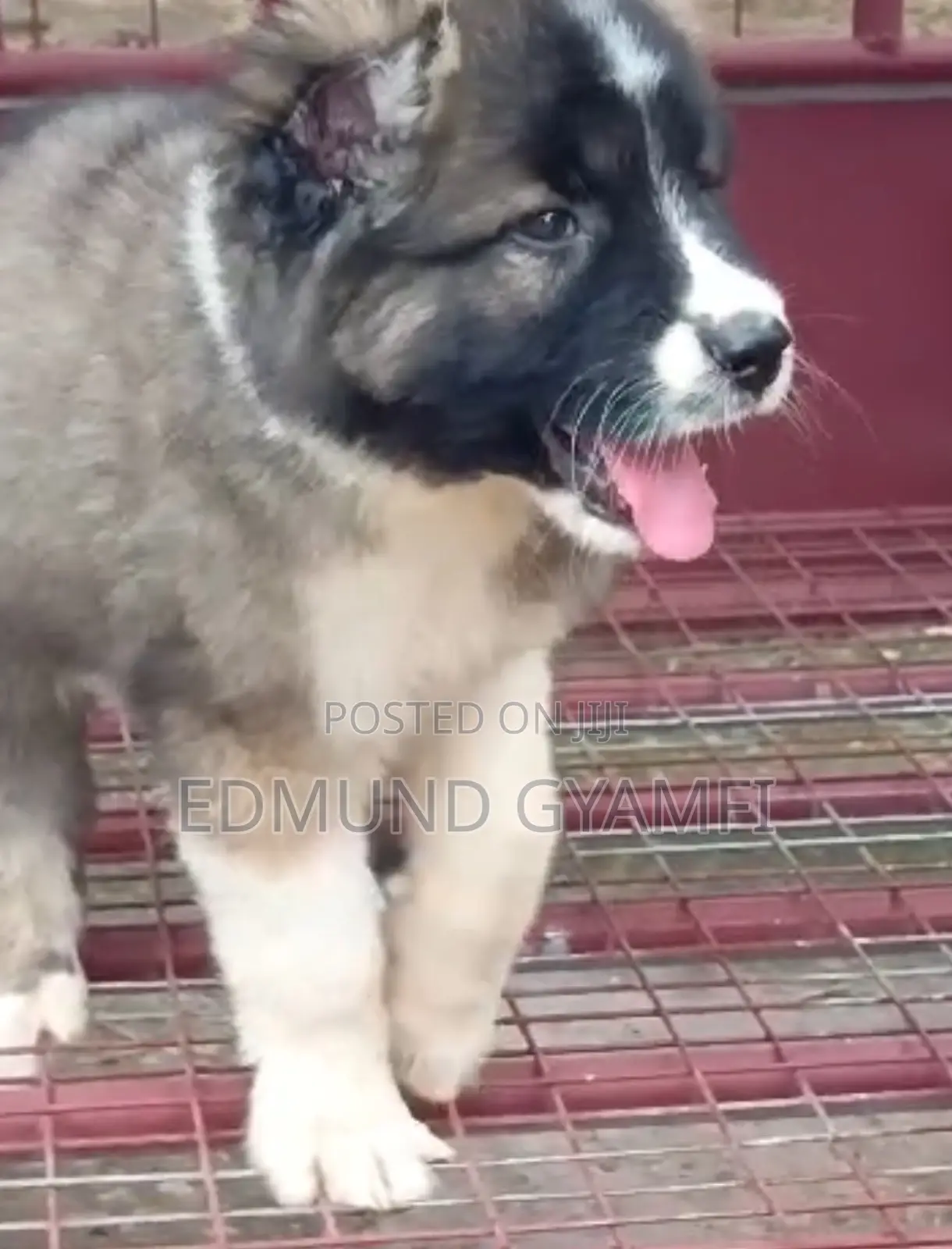 1-3 months Female Purebred Caucasian Shepherd