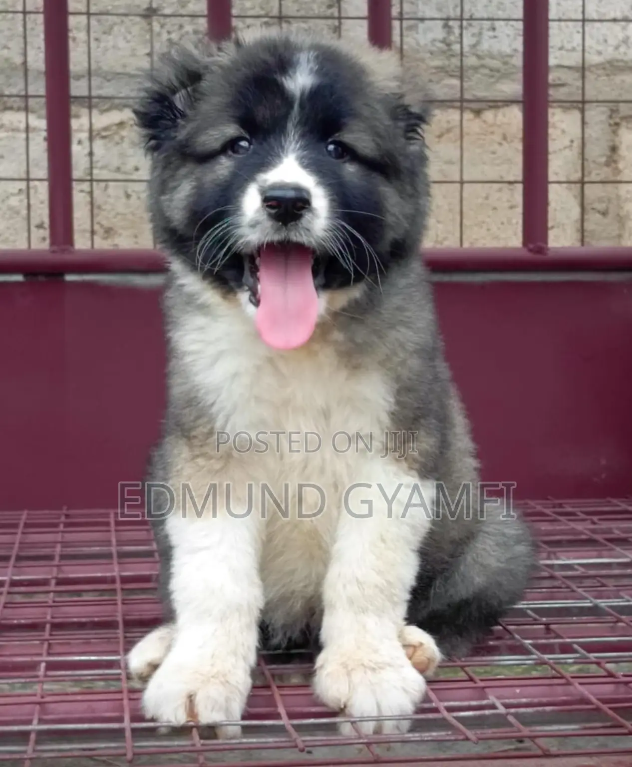 1-3 months Female Purebred Caucasian Shepherd