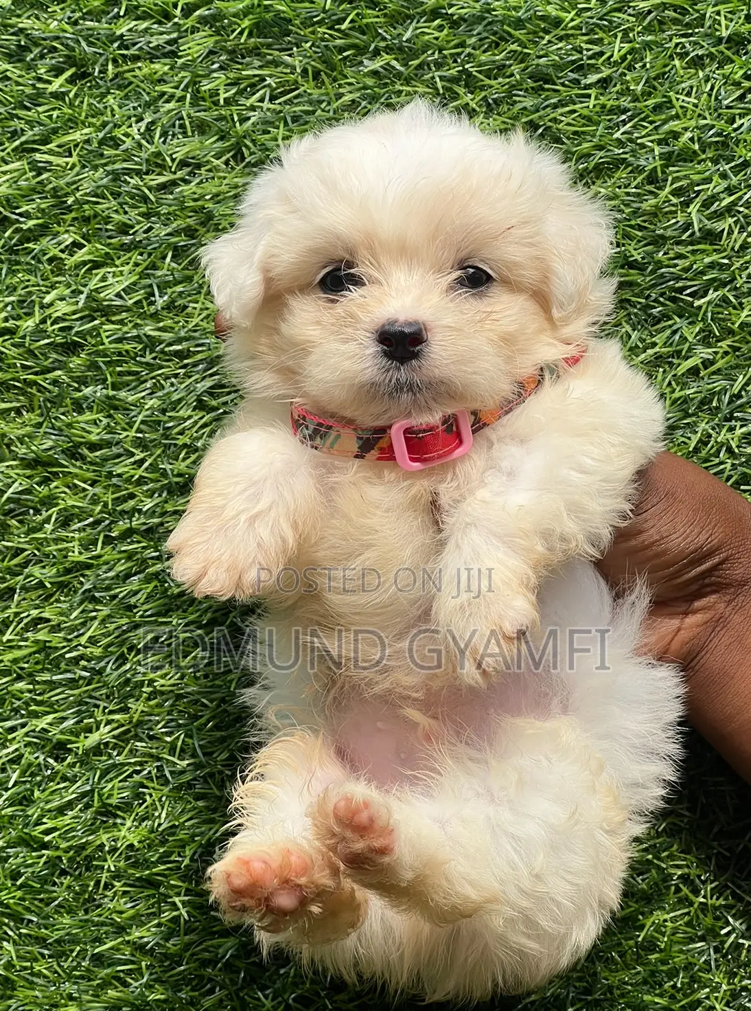 1-3 months Male Purebred Maltese