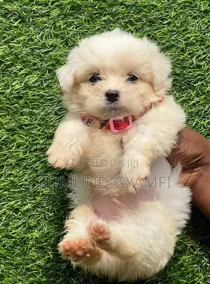 1-3 months Male Purebred Maltese