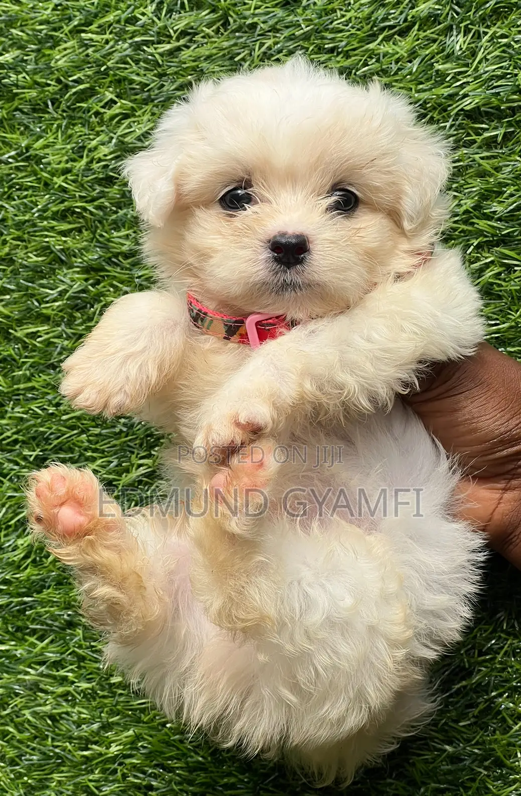 1-3 months Male Purebred Maltese