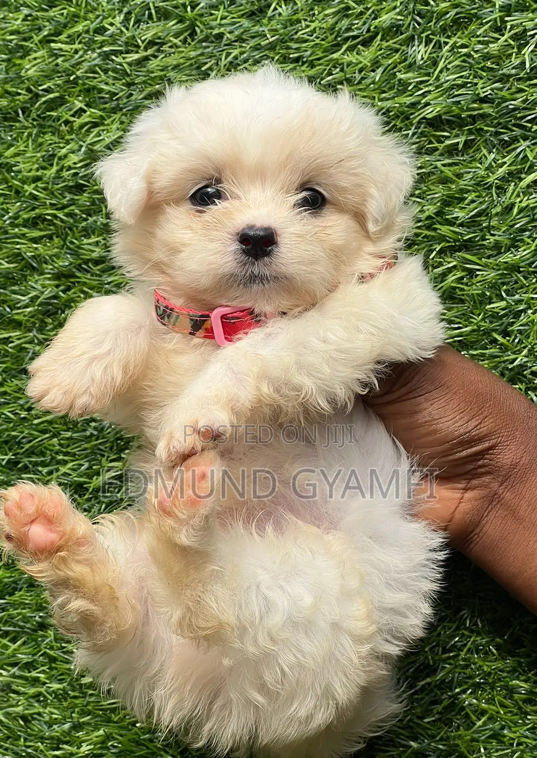 1-3 months Male Purebred Maltese