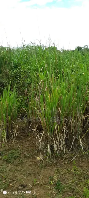 Farm Land for Sale