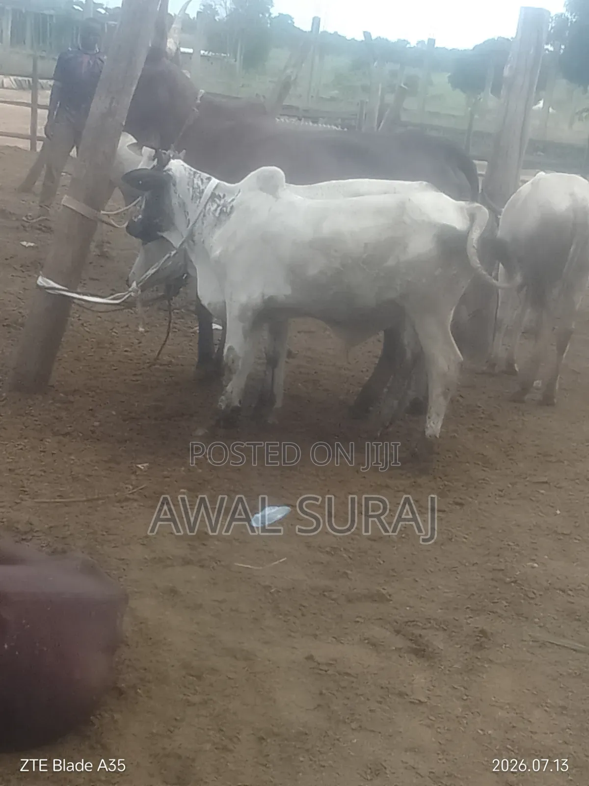 Livestock and Butchery