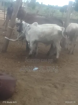 Livestock and Butchery