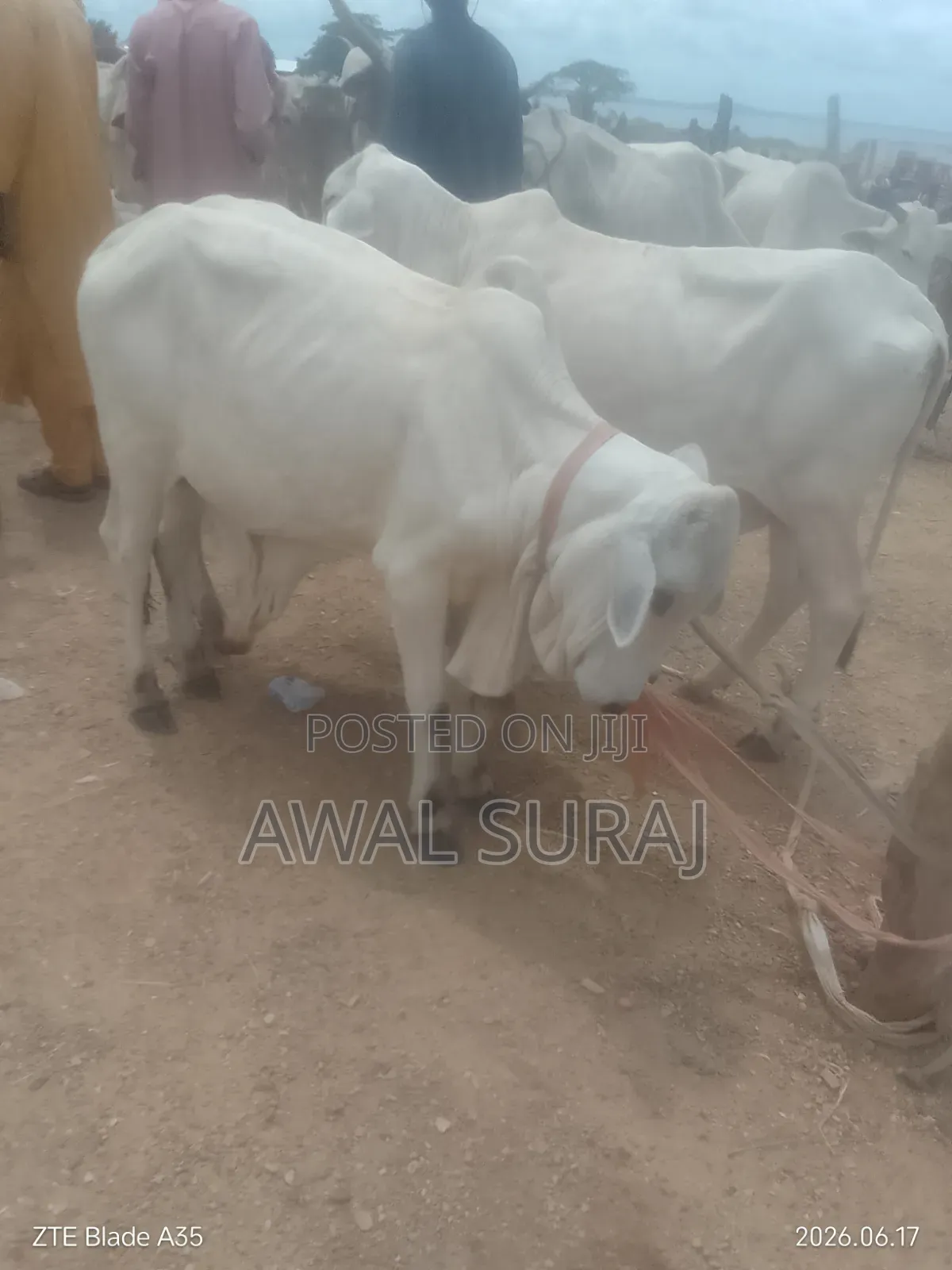 Livestock and Butchery