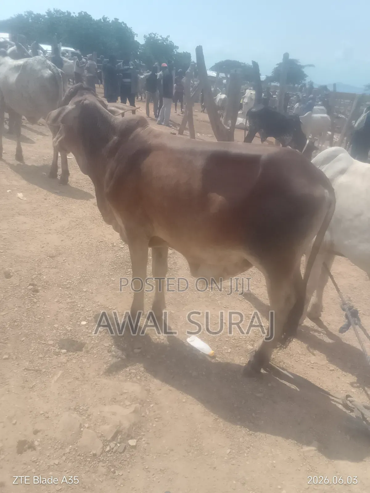 Livestock and Butchery