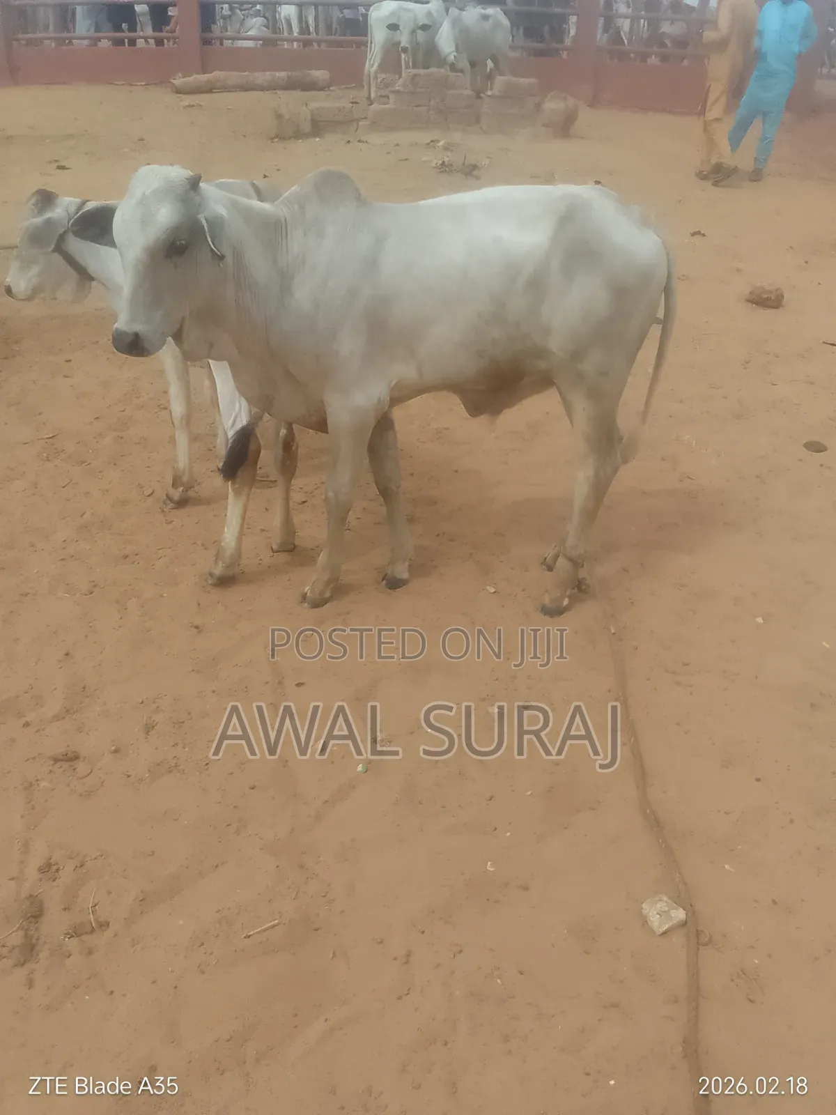 Livestock and Butchery