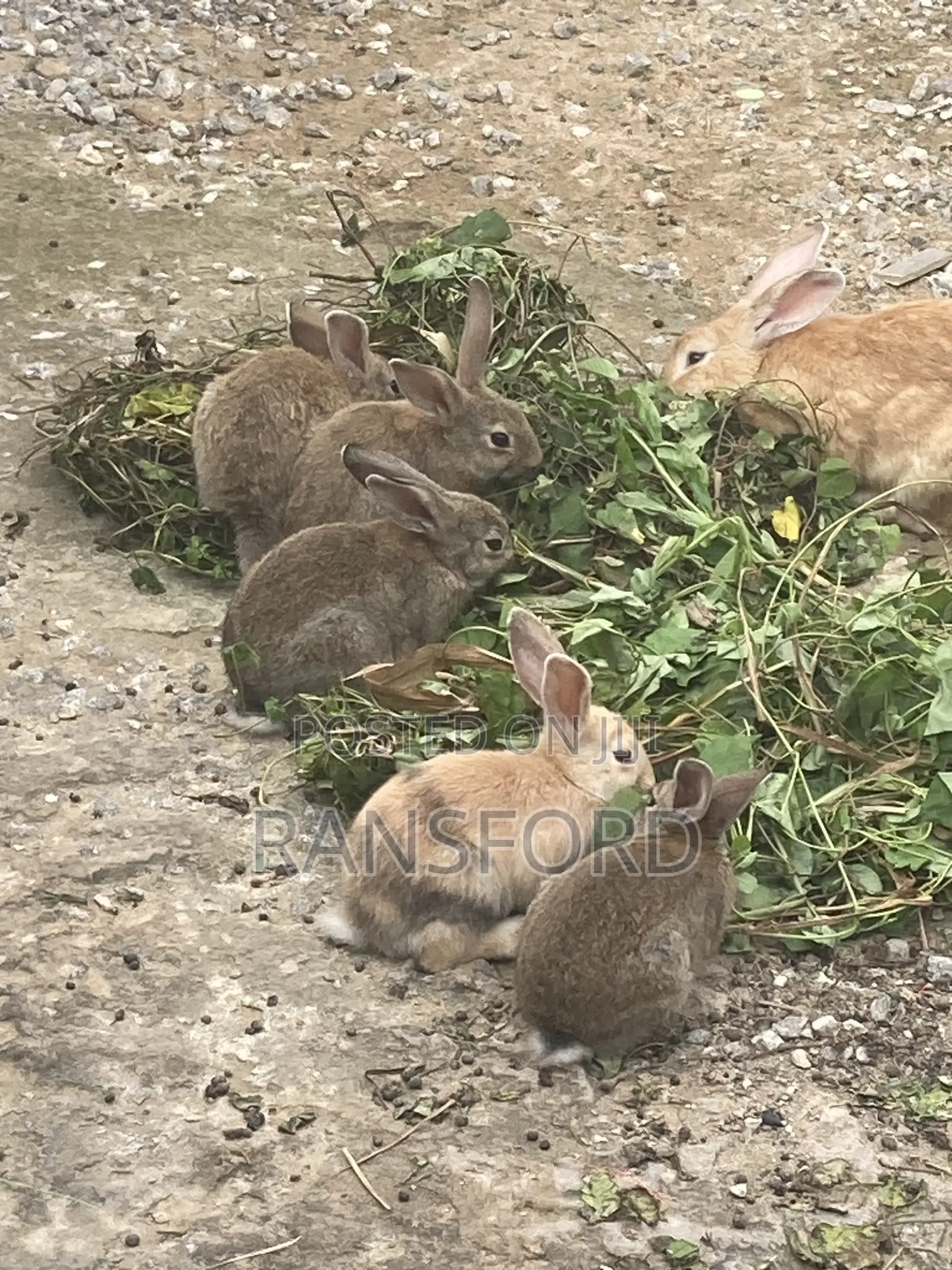 Matured Rabbits Available