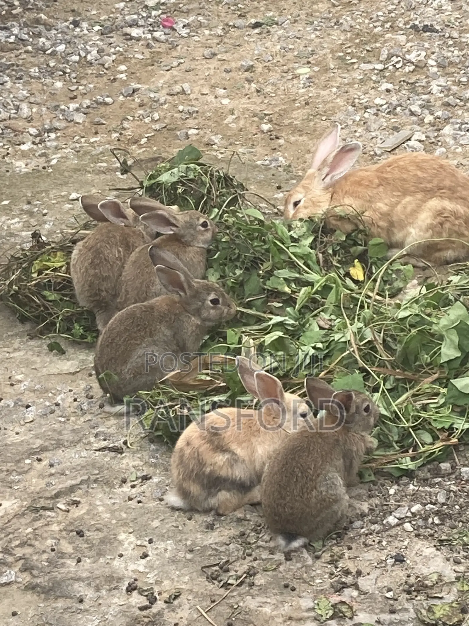 Matured Rabbits Available