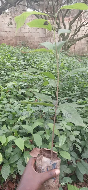 Cocoa Nursery