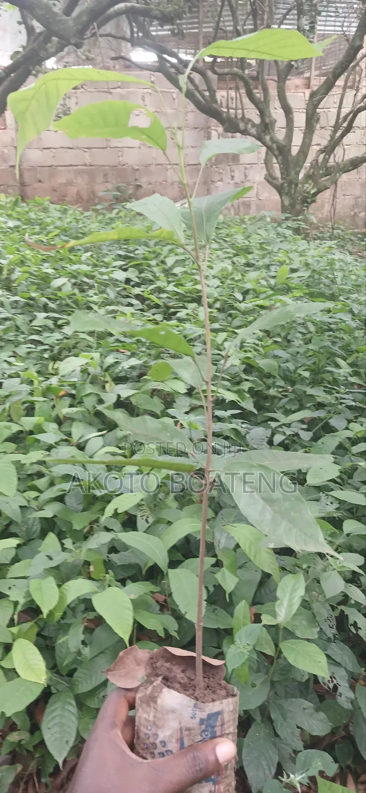 Cocoa Nursery