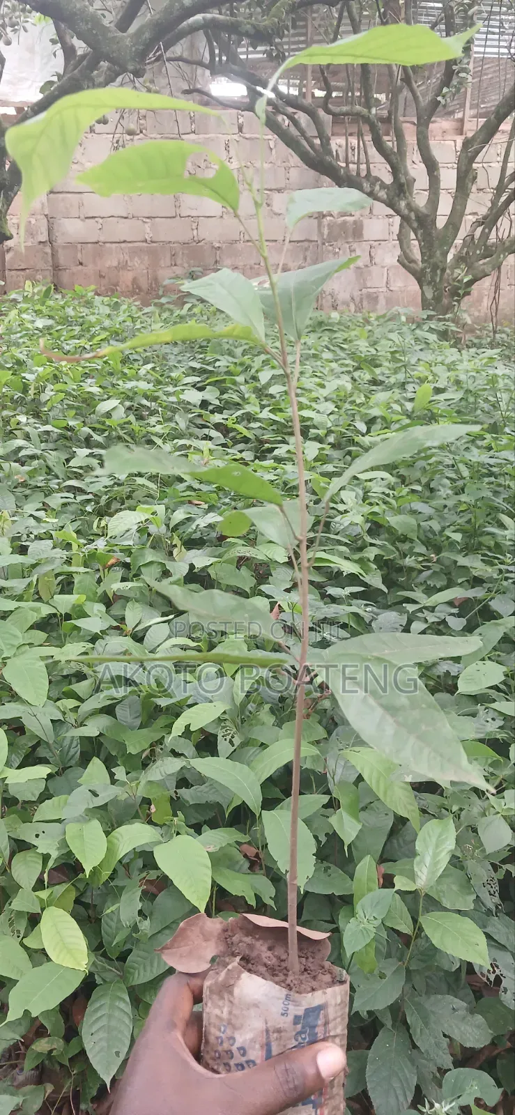 Cocoa Nursery