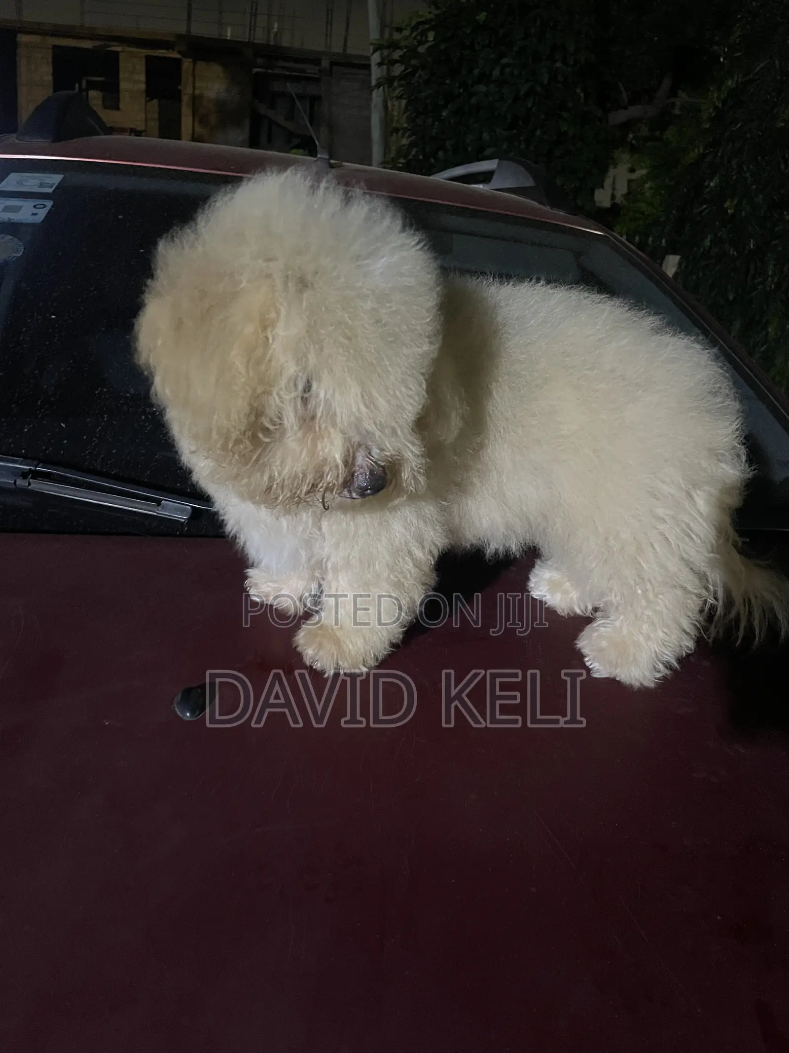 3-6 months Male Purebred Maltese