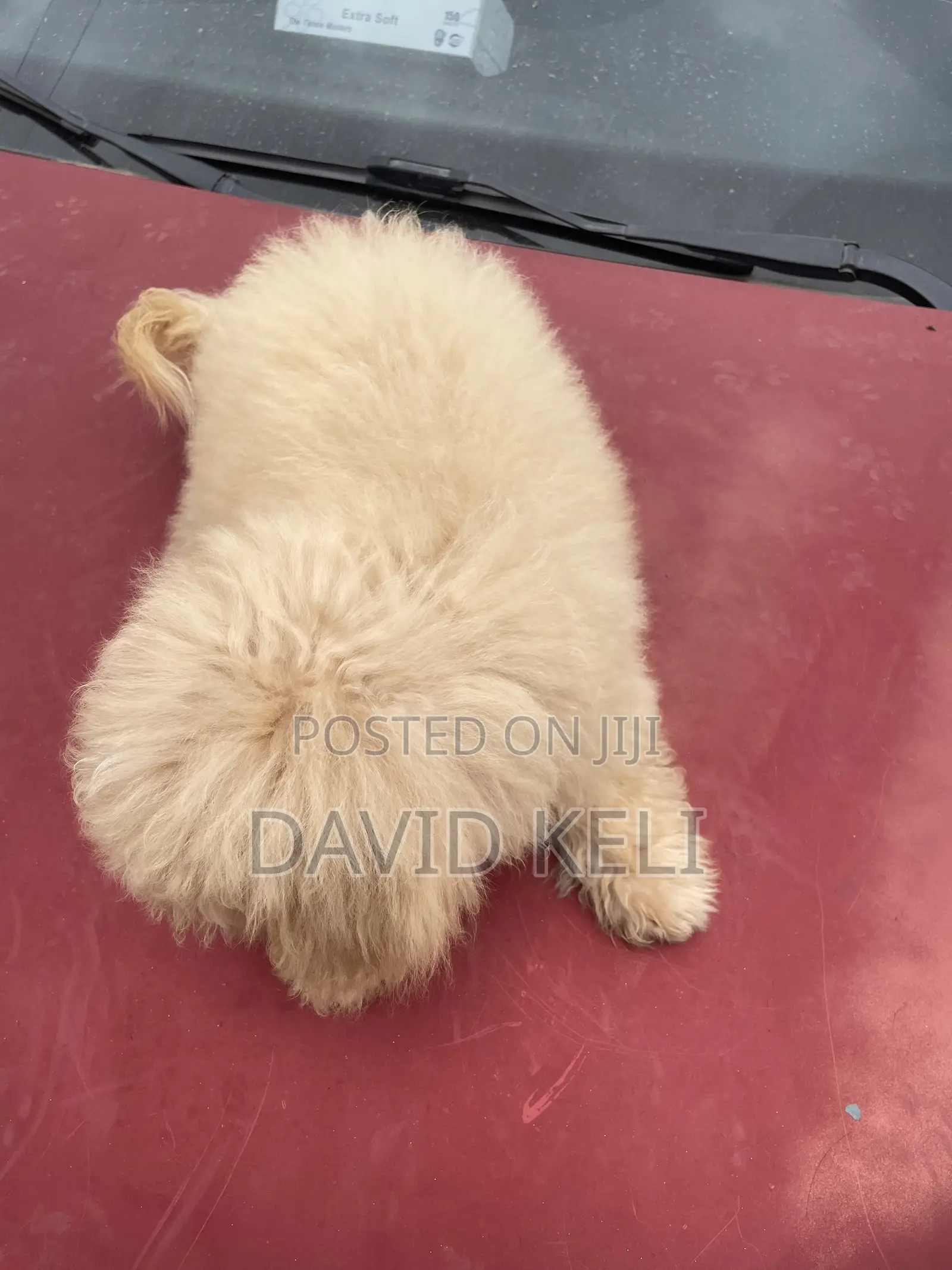 3-6 months Male Purebred Maltese