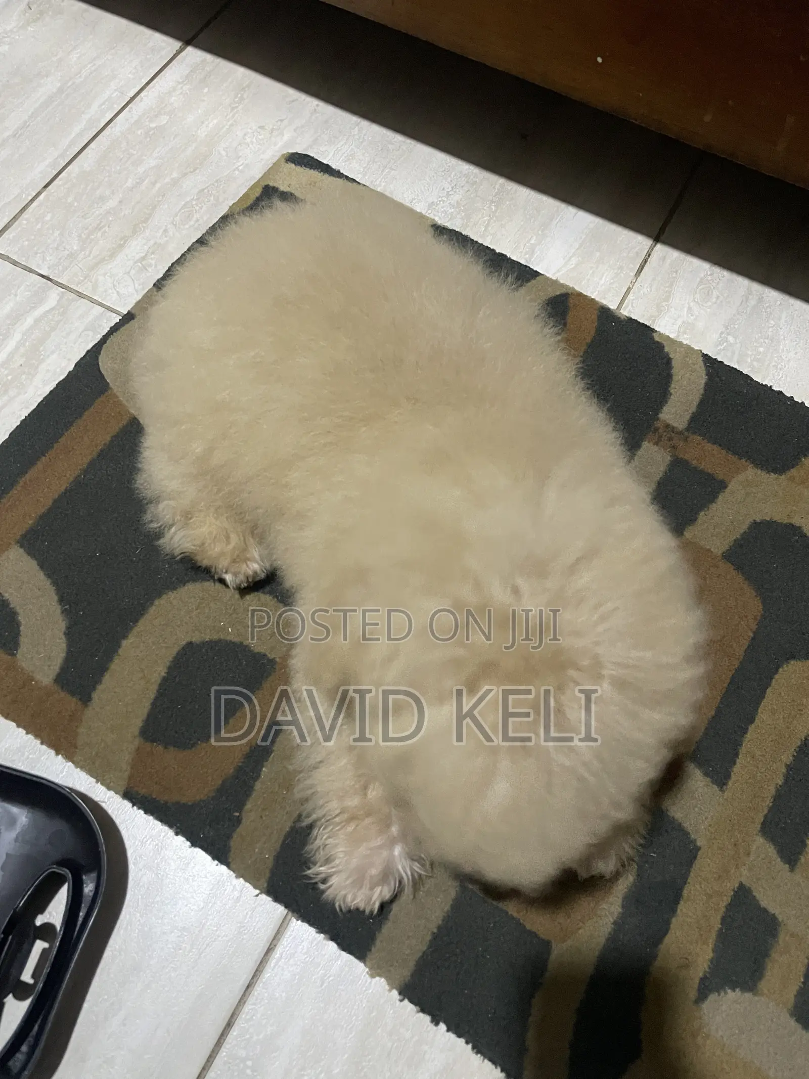 3-6 months Male Purebred Maltese