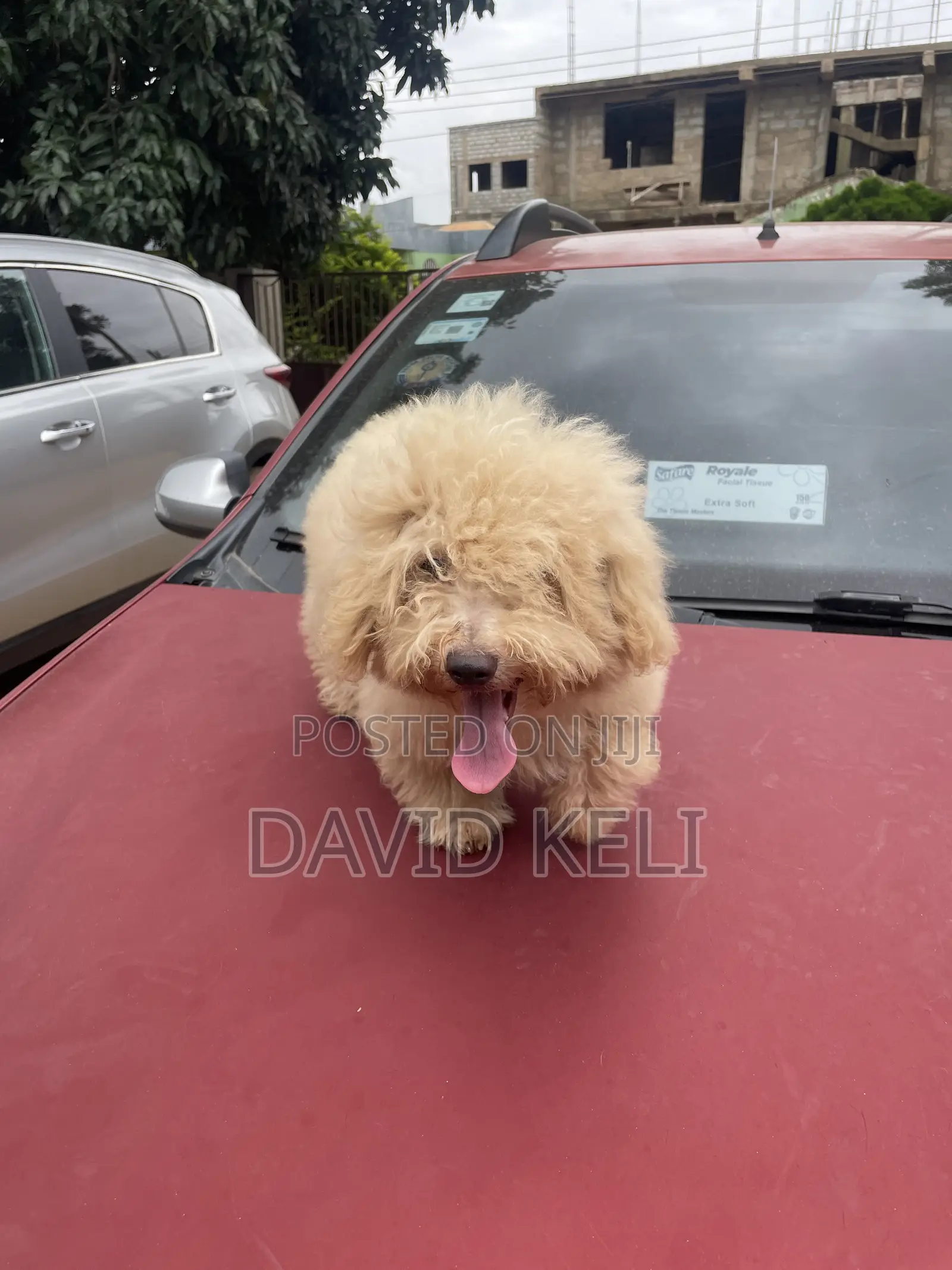 3-6 months Male Purebred Maltese