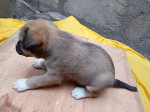 1-3 months Male Mixed Breed Dog