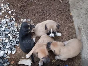 1-3 months Male Mixed Breed Dog