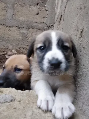 1-3 months Male Mixed Breed Dog