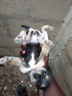 1-3 months Male Mixed Breed Dog
