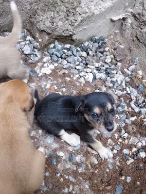 1-3 months Male Mixed Breed Dog
