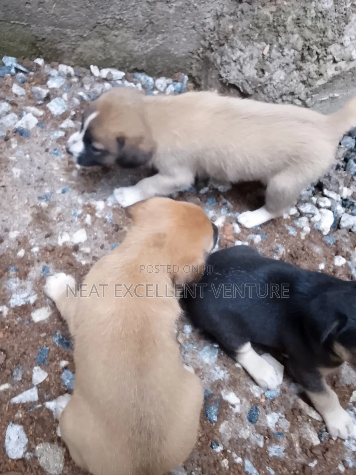 1-3 months Male Mixed Breed Dog