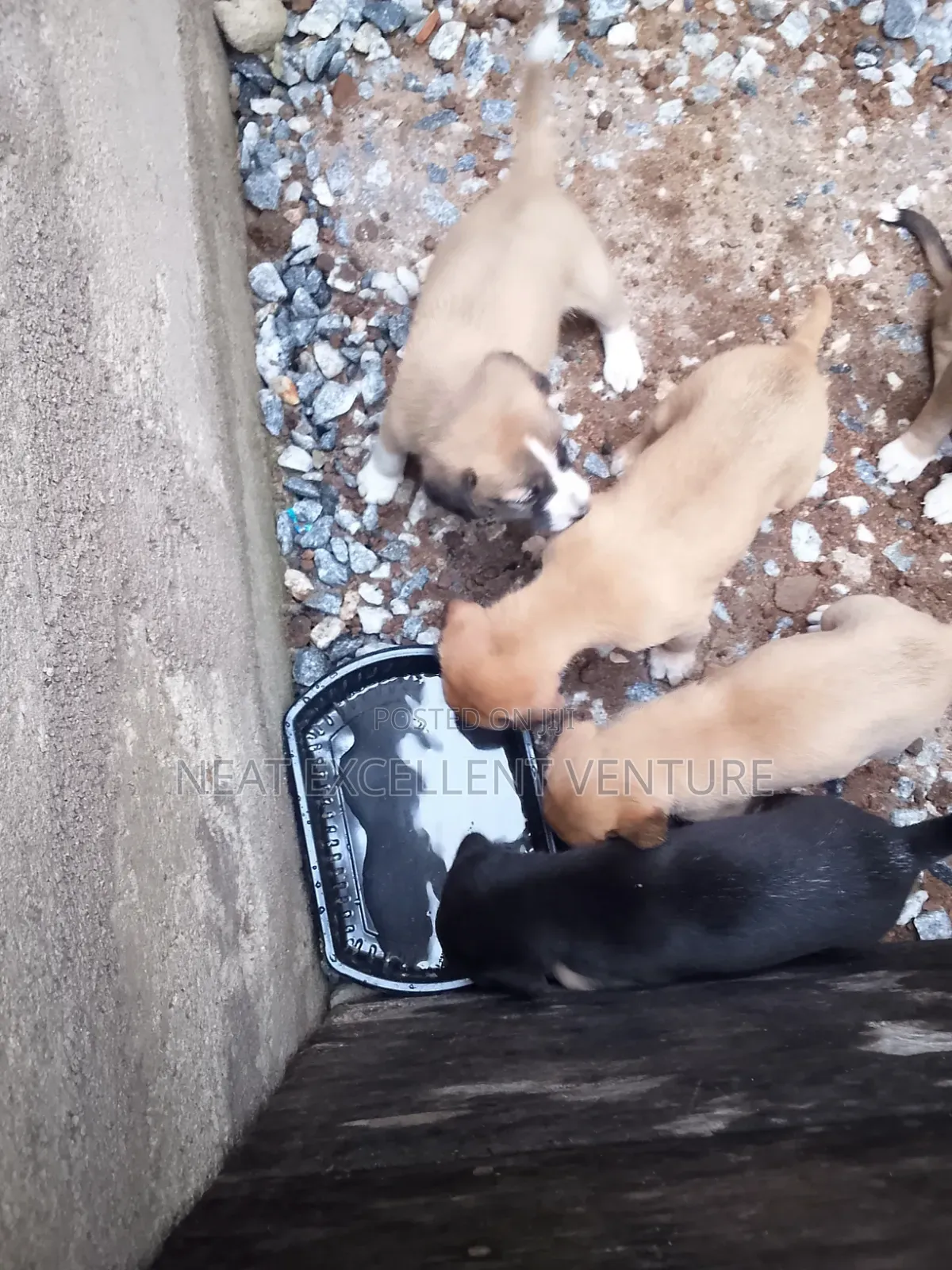 1-3 months Male Mixed Breed Dog