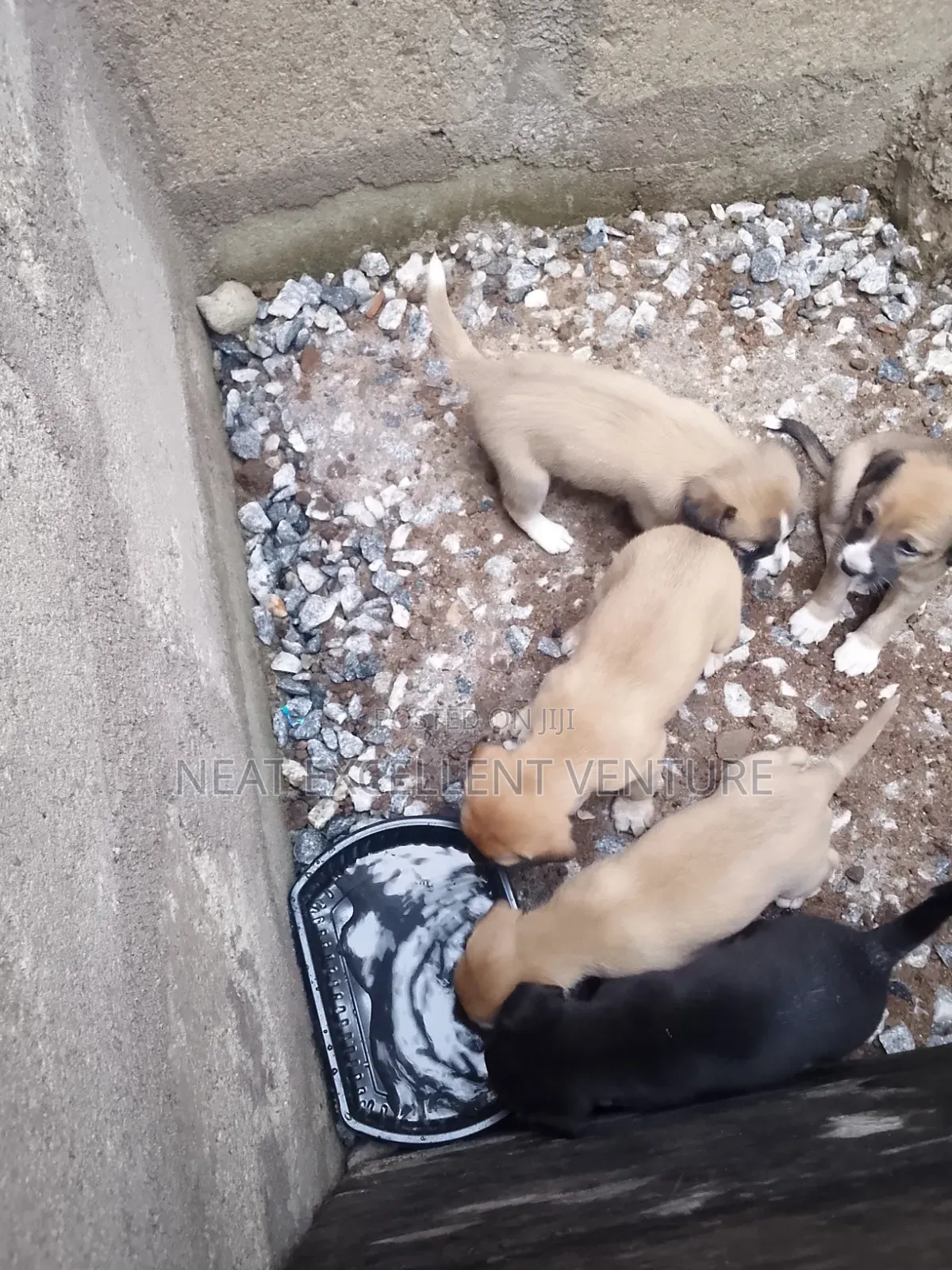 1-3 months Male Mixed Breed Dog