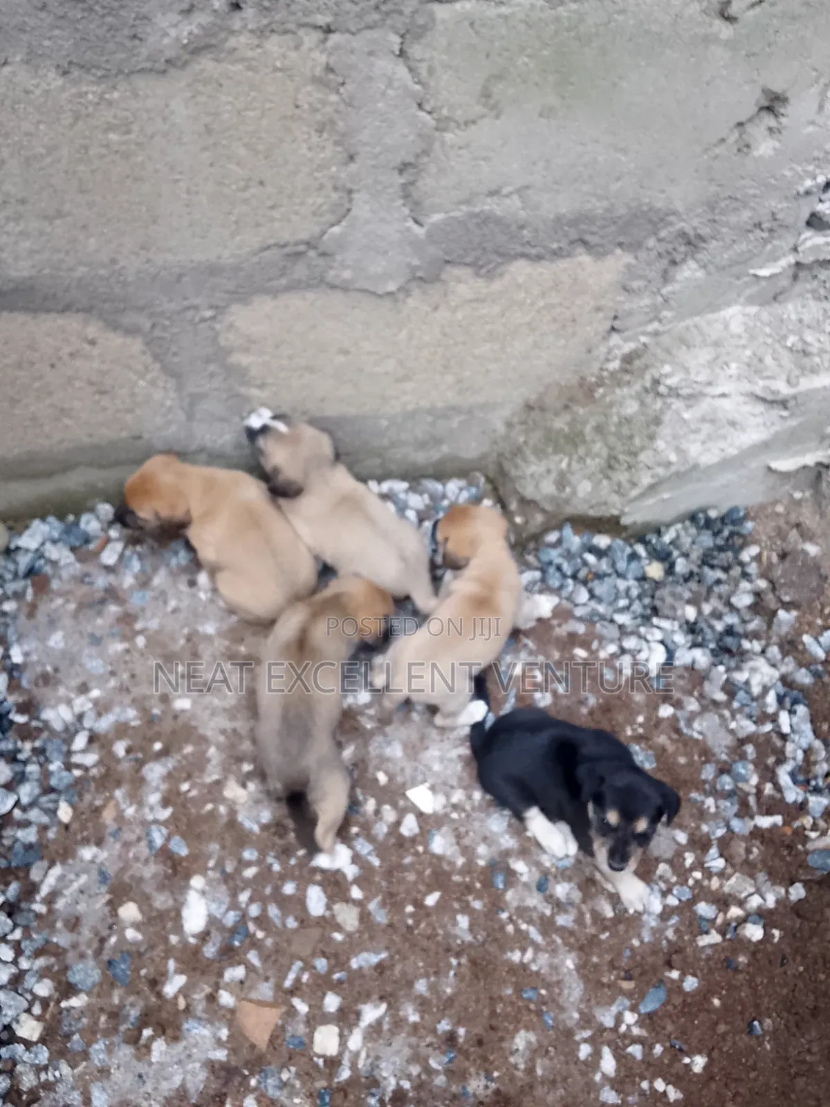 1-3 months Male Mixed Breed Dog