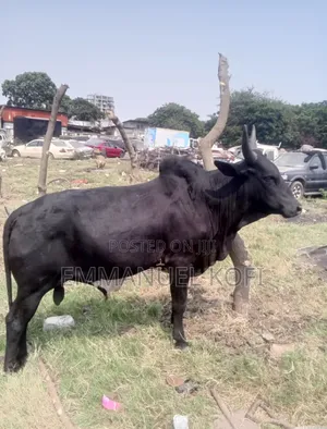 Cattle Farmer