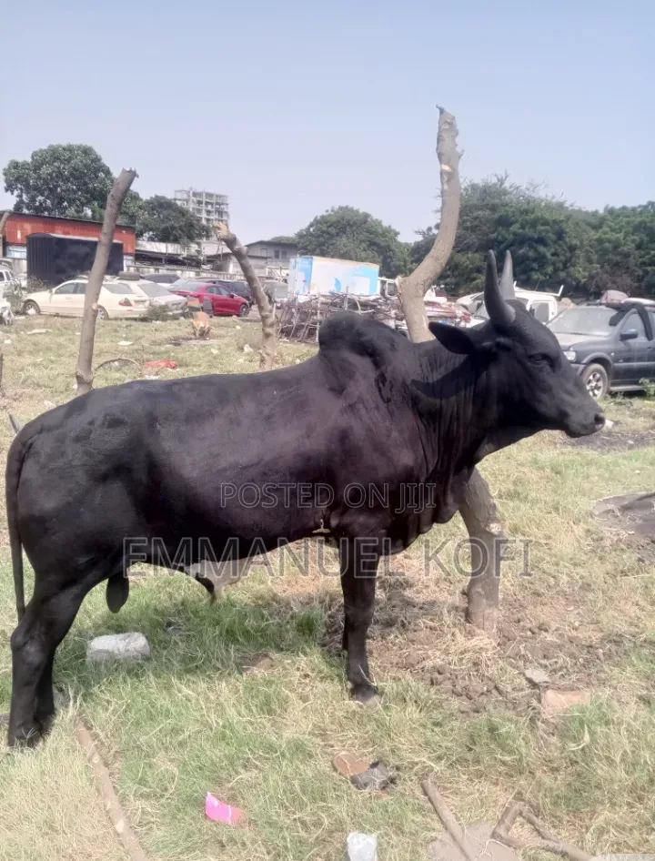 Cattle Farmer