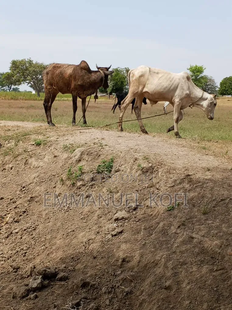 Cattle Farmer