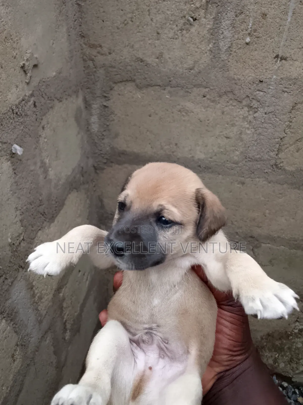 1-3 months Female Mixed Breed Dog