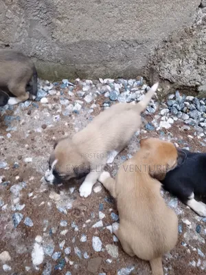 1-3 months Female Mixed Breed Dog