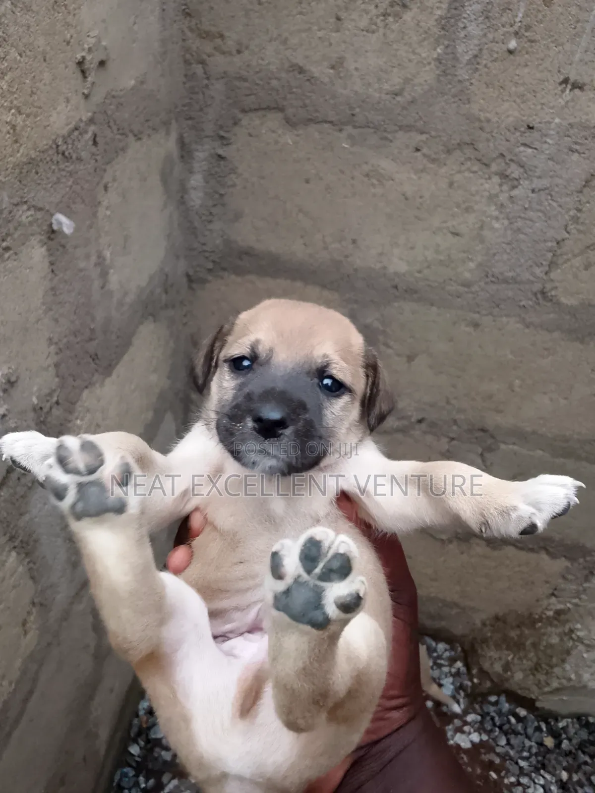 1-3 months Female Mixed Breed Dog