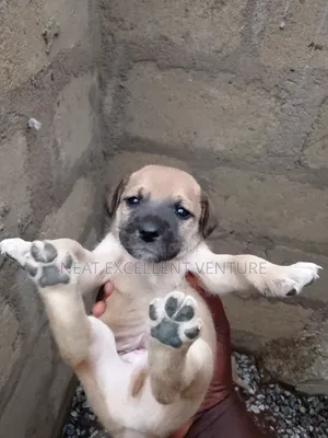 1-3 months Female Mixed Breed Dog